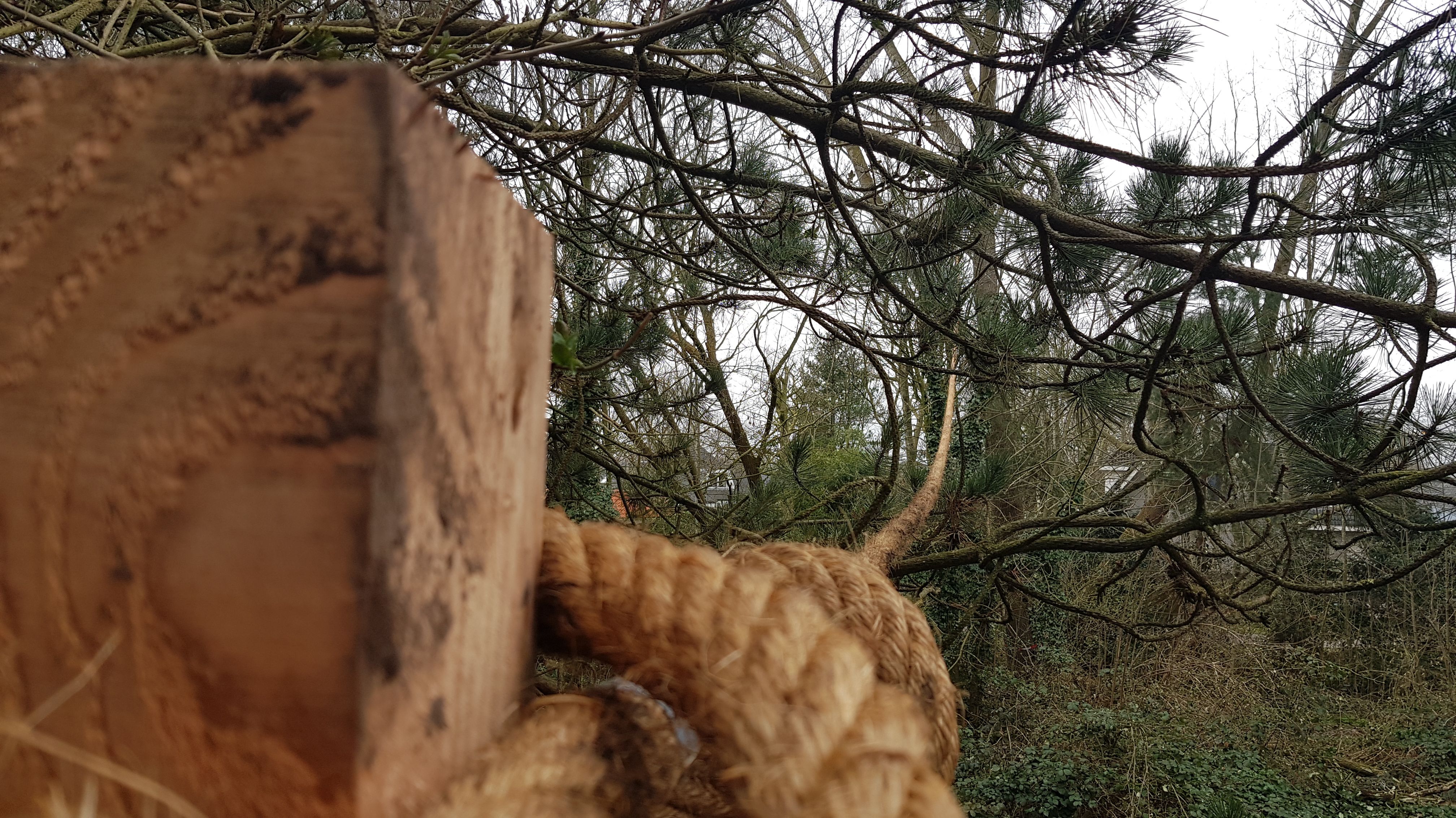 Eekhoornbrug in een boom